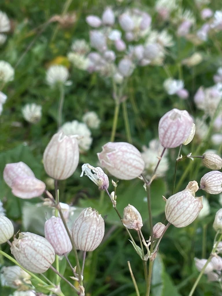 Silène enflé : calices gonflés rosés réticulés sur fond de prairie