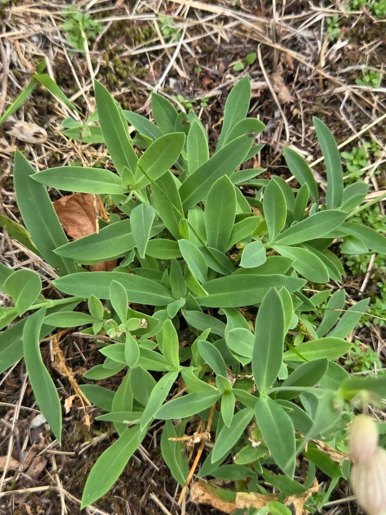 Silène enflé : rosette de feuilles lancéolées vert bleuté