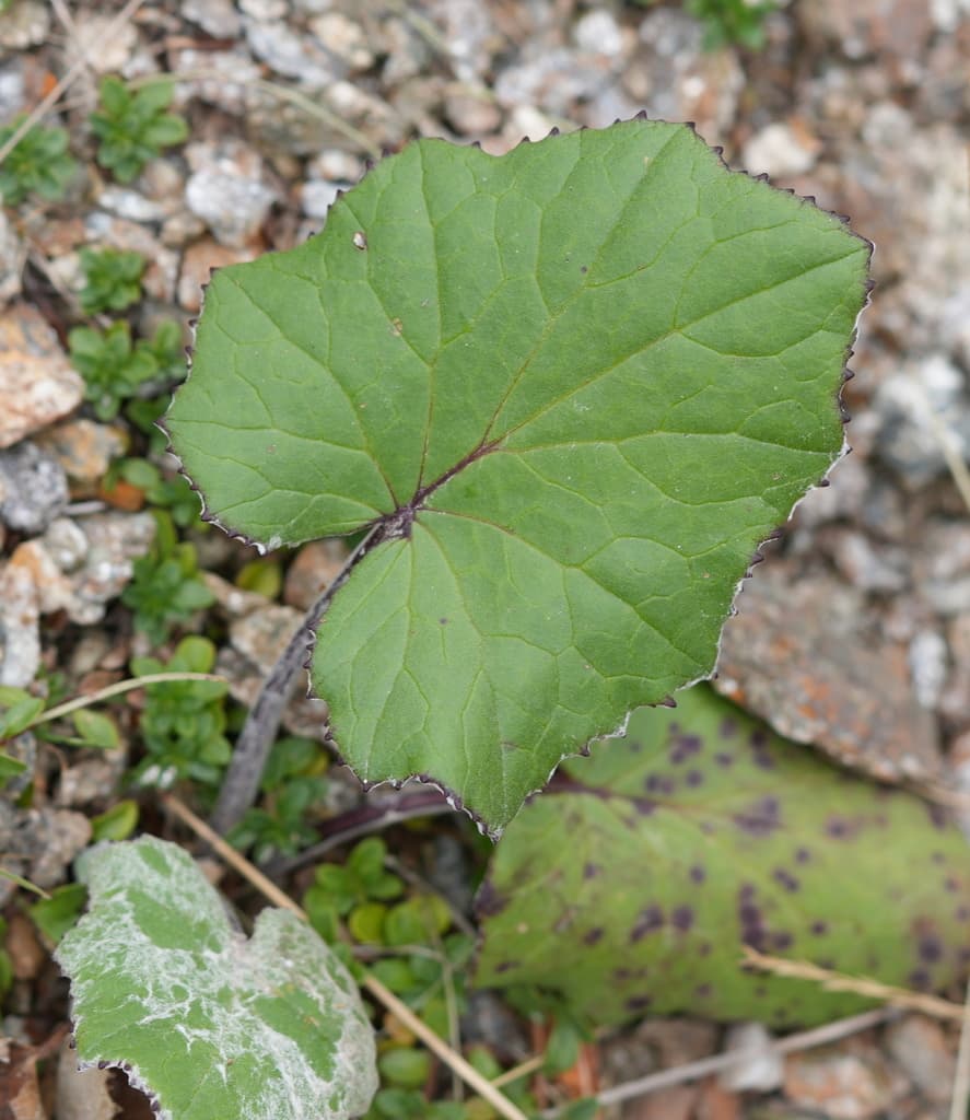 Tussilage : feuille en cœur à bord denté