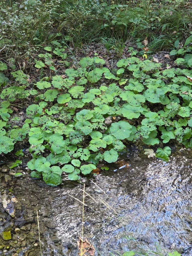Tussilage : colonie de feuilles au bord d'un ruisseau