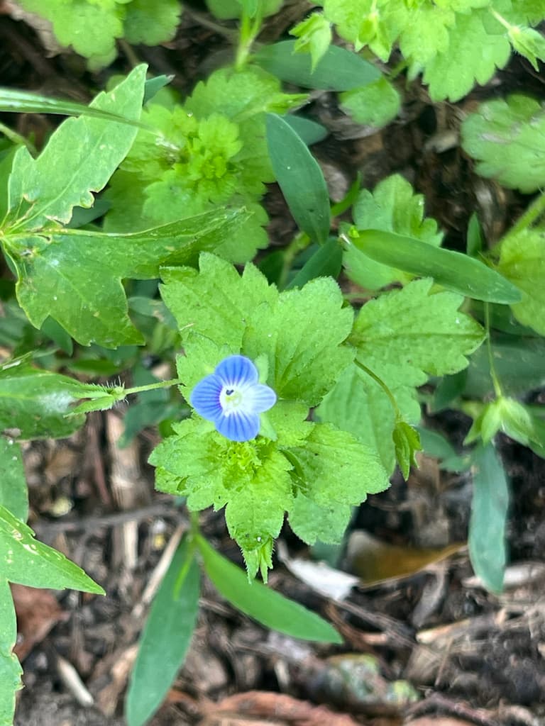Véronique de Perse : fleur au milieu des feuilles dentées