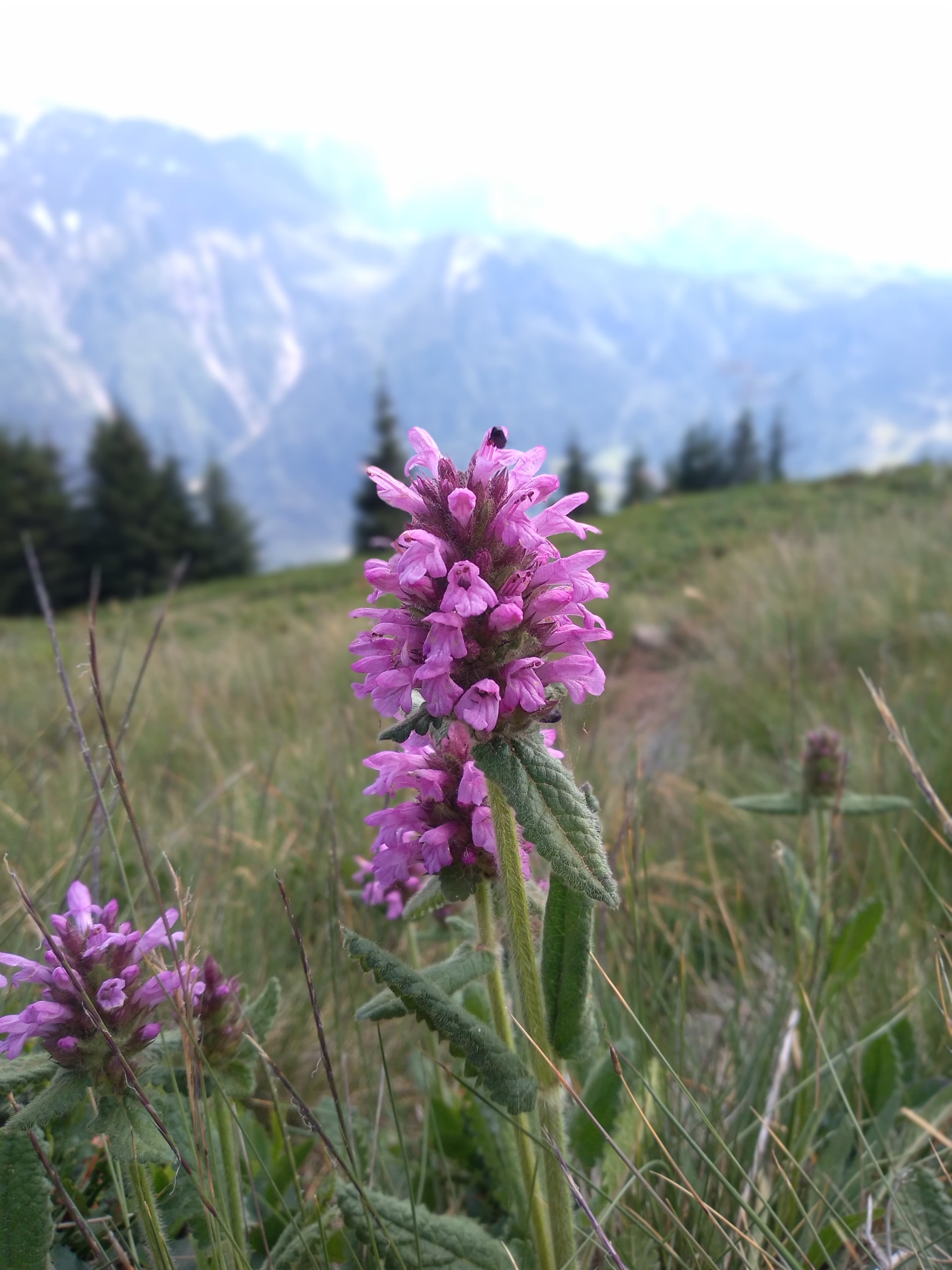 Épiaire du mont Prada sur une pelouse alpine