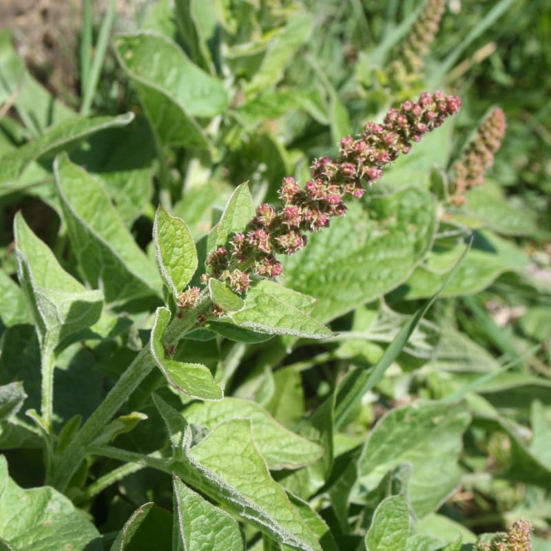 Plante aux feuilles comestibles surnommée épinards sauvages en montagne