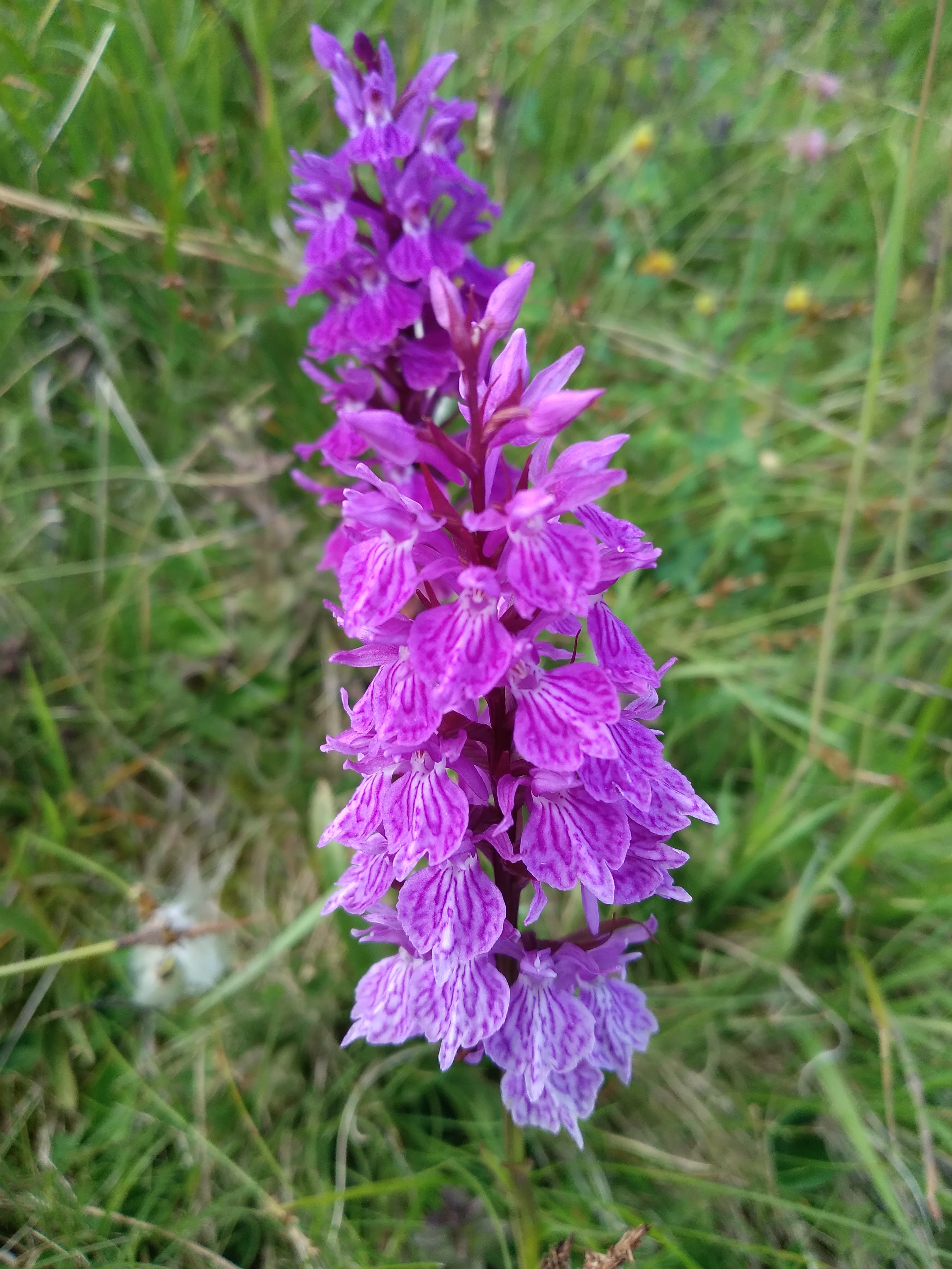 Orchidée élevée des Alpes en inflorescence