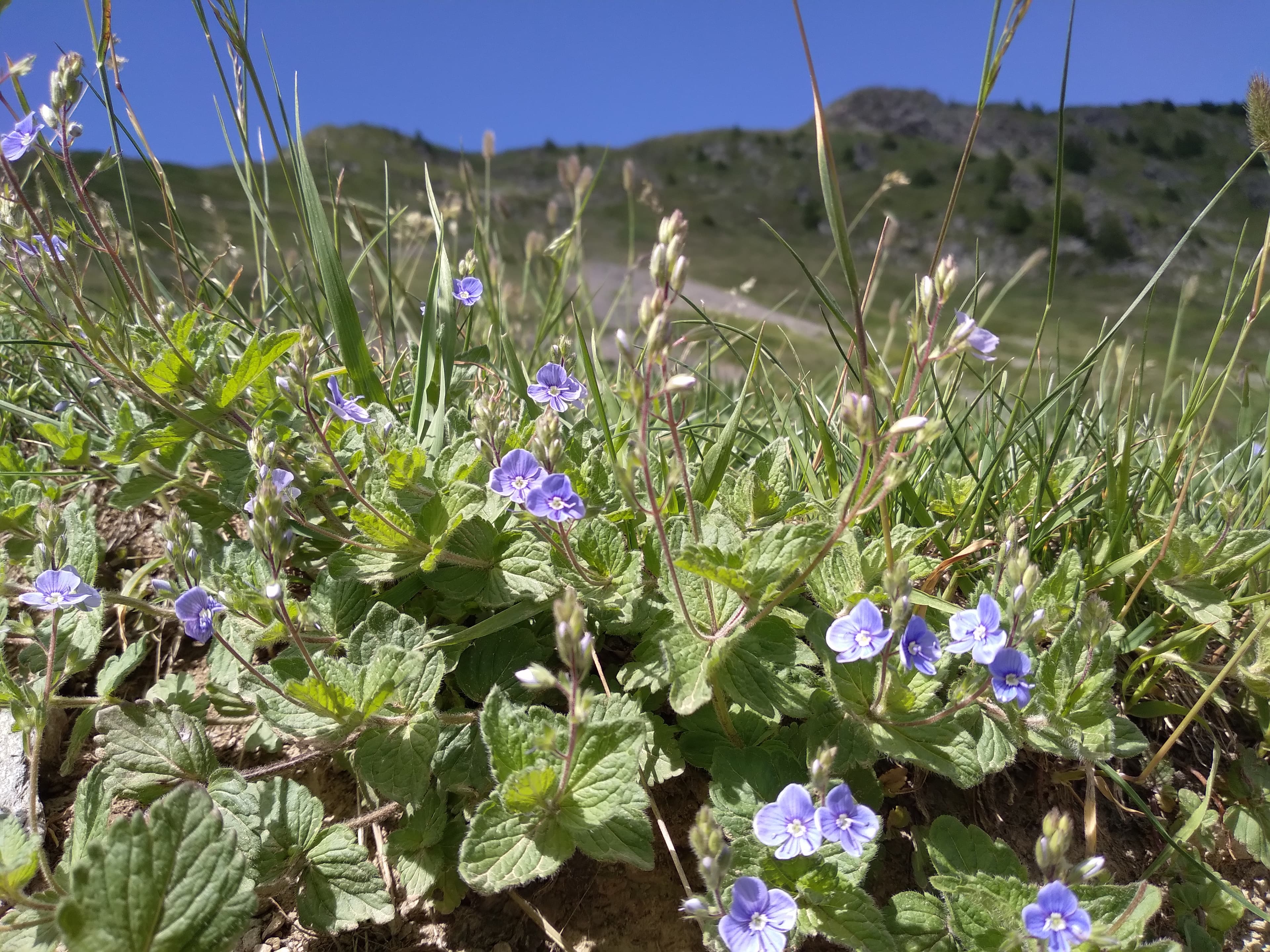 Véronique petit-chêne aux fleurs bleu vif