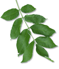 Composée (Feuille) — illustration
