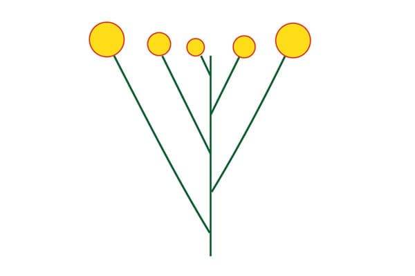 Corymbes — illustration