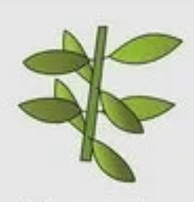 Décussées (Feuilles) — illustration