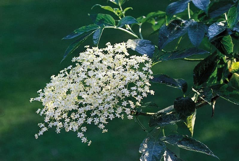 Inflorescence — illustration