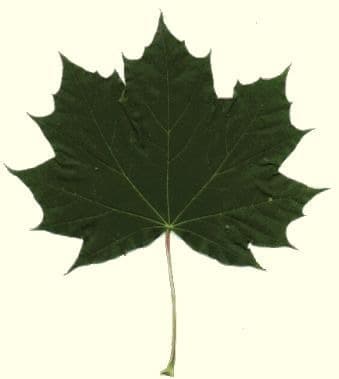 Palmées — illustration