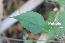 Pétiole — illustration