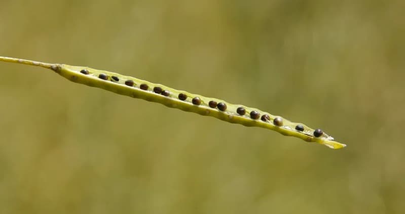 Siliques — illustration