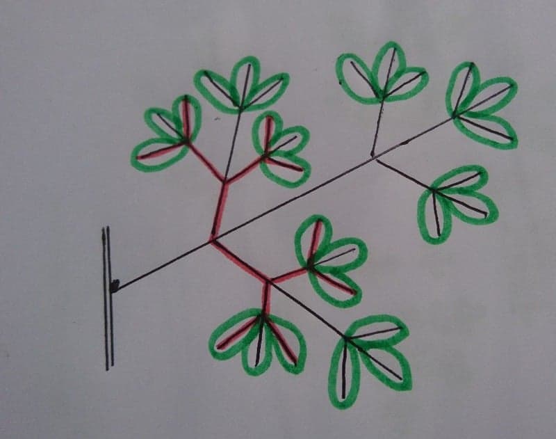Tri-pennées (Feuilles) — illustration
