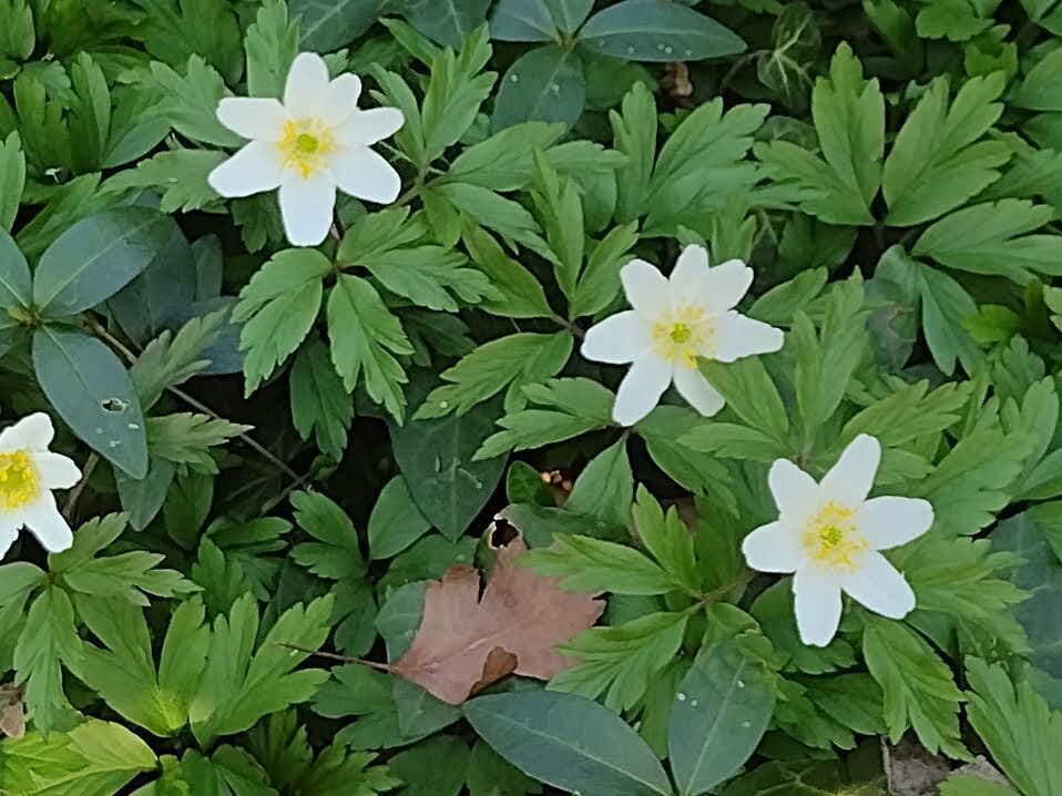 Anemonoides nemorosa - détail