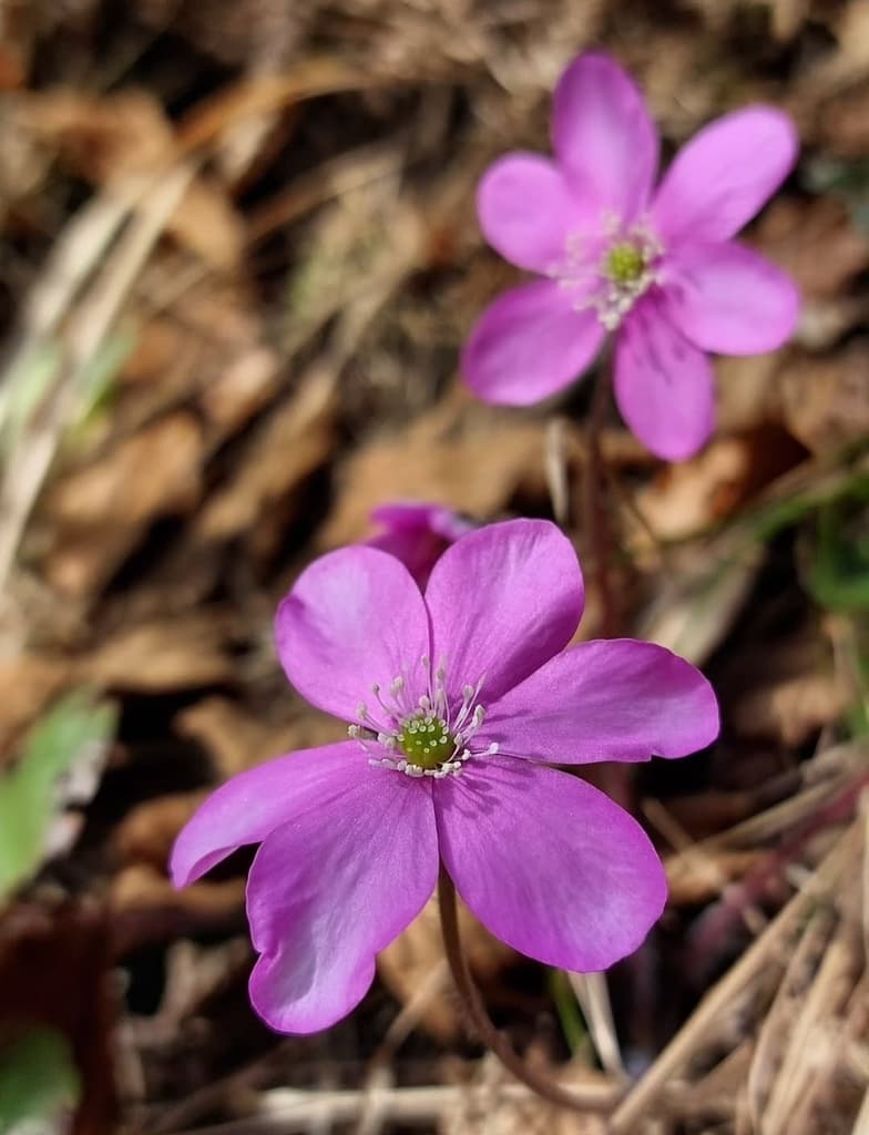 Hepatica nobilis - détail