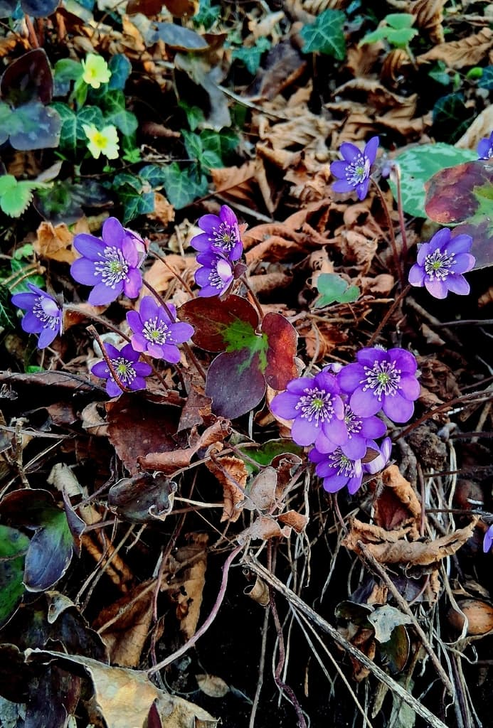 Hepatica nobilis - détail